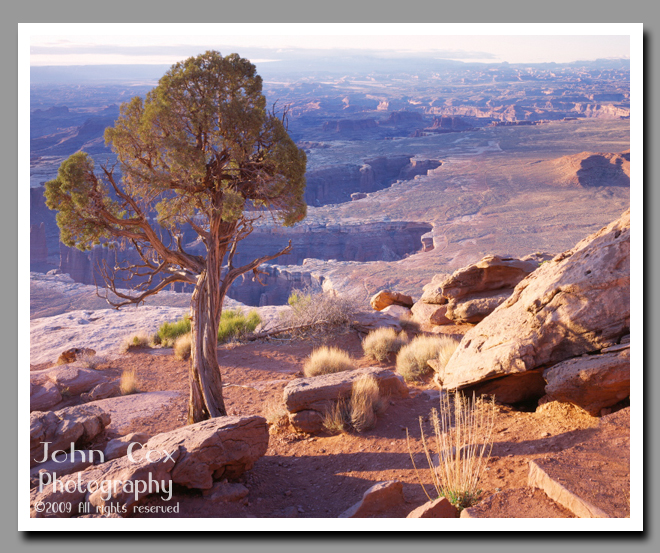 A lone tree stands watch as the rising sun lights up the Island in the Sky District of the Canyonlands.