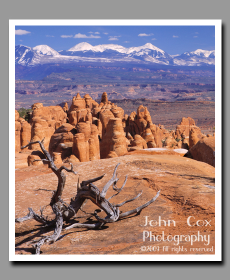 A gnarled branch stands in stark contrast to the pinnacles of the Fiery Furnace and the distant La Sal Mountains.