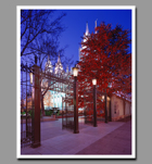 The brightly lit trees of the Salt Lake Temple grounds beckon visitors to enter and celebrate the Christmas season.
