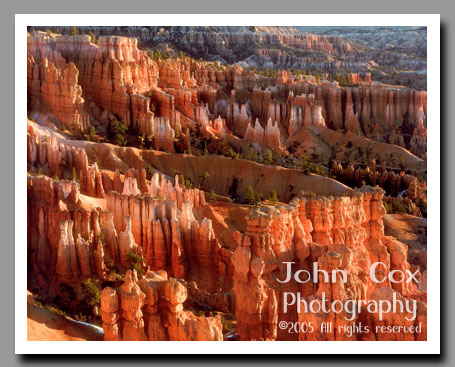 Hoodoos glow in the sunrise from Sunset Point, Bryce Canyon National Park, Utah