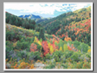 Fall colors light up the hillsides of Toll Canyon in the Wasatch Cache National Forest, Utah.