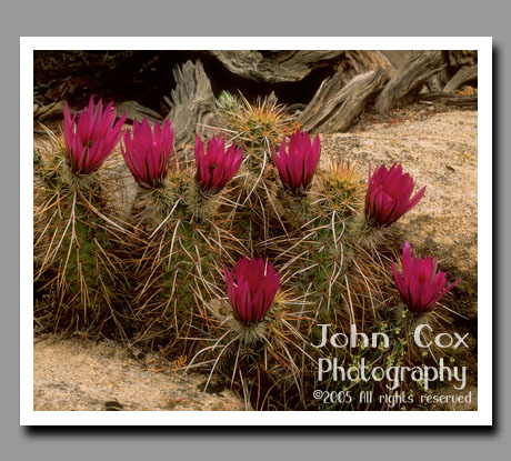 Purple Blossoms, Hedgehog Cactus, Zion National Park, Utah