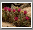 Hedgehog Cactus, Zion National Park